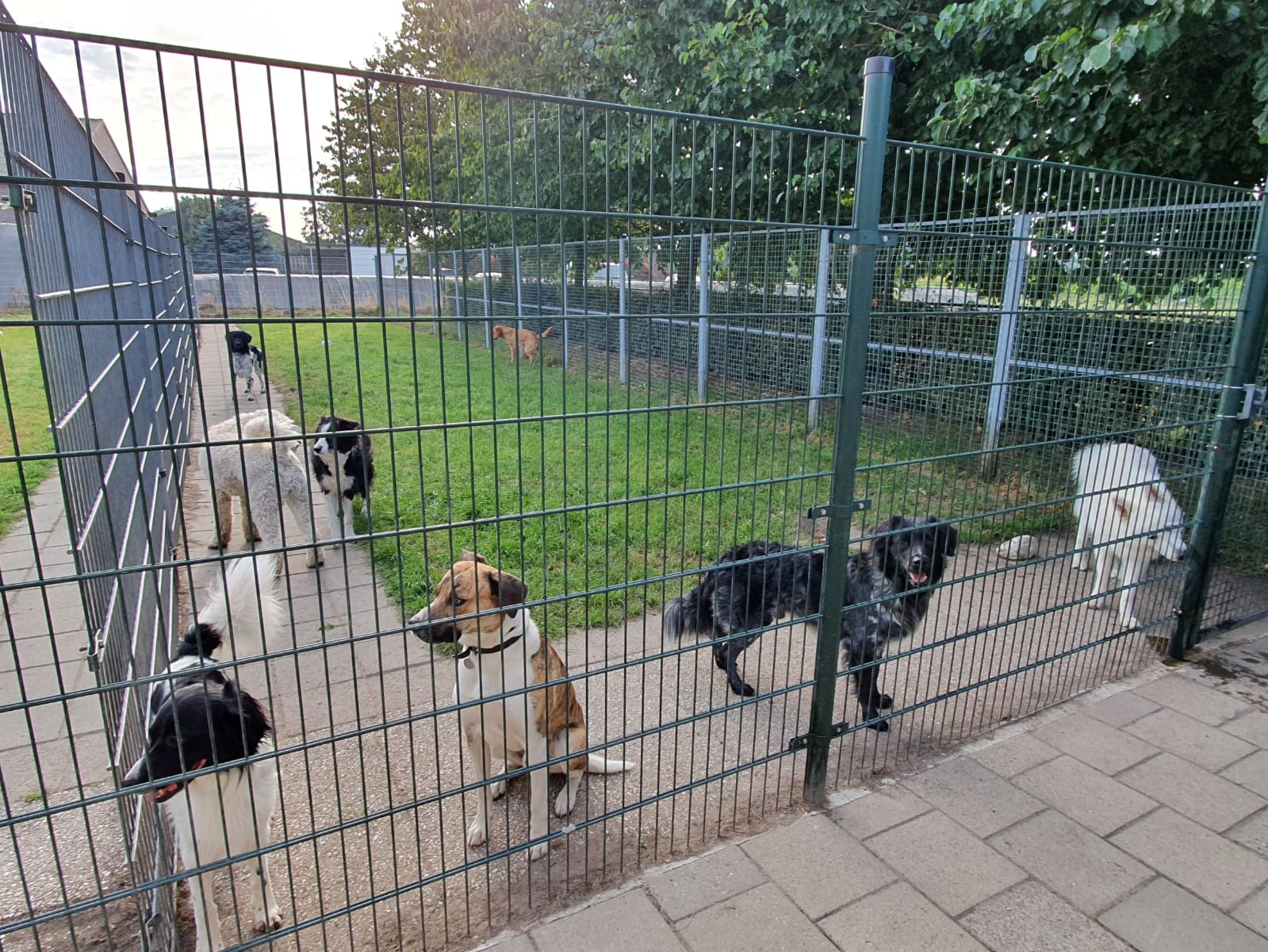 DierenpensionEilers8