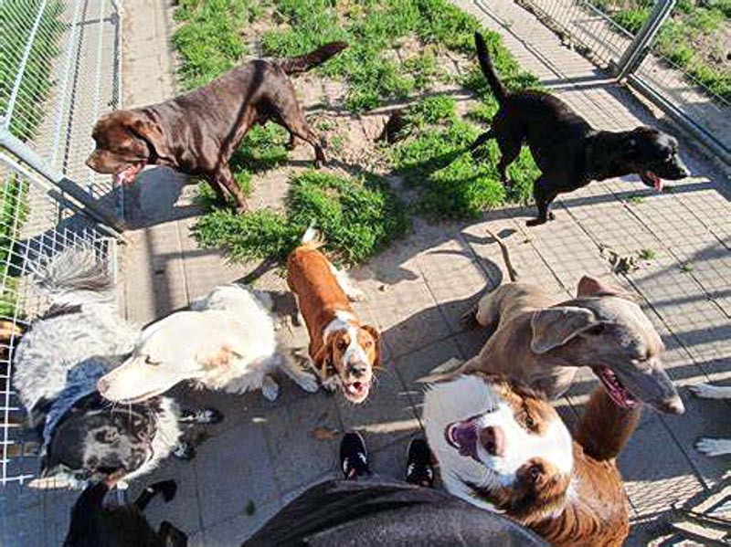 dierenpension eilers hondenpension 106