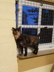 DierenpensionEilers014