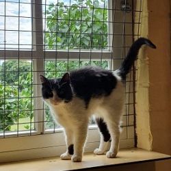 DierenpensionEilers018