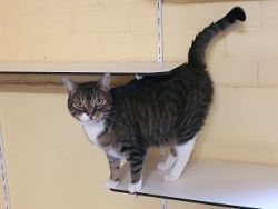 DierenpensionEilers022