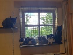 DierenpensionEilers03