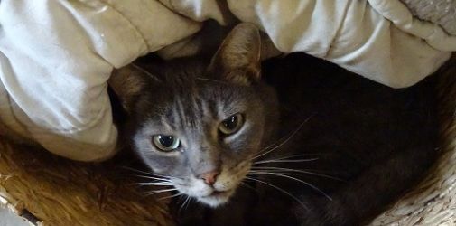 DierenpensionEilers08