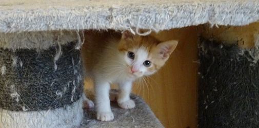 DierenpensionEilers09